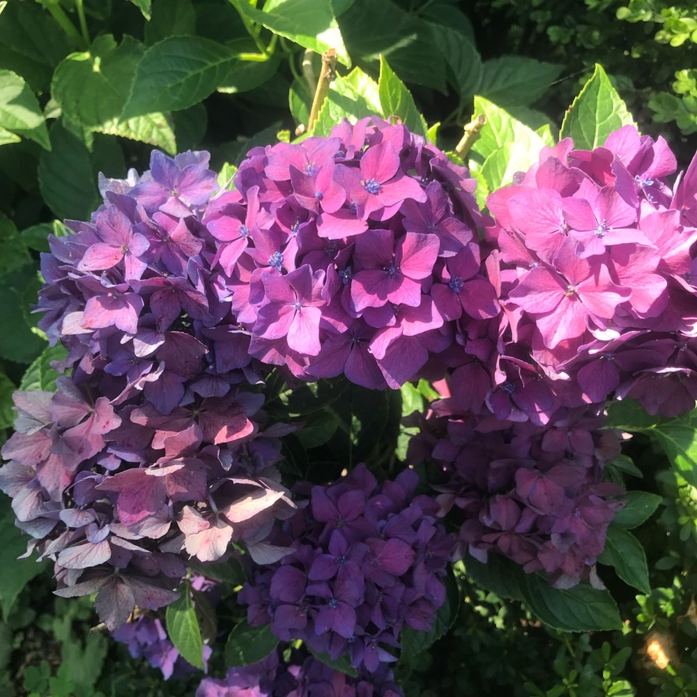 Meet your Posh Ambassador, Lauren